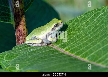 An immature gray tree frog sitting on a milkweed leaf Stock Photo