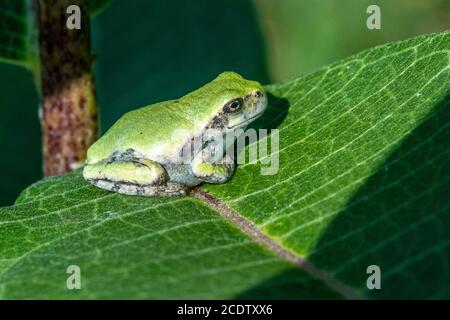 An immature gray tree frog sitting on a milkweed leaf Stock Photo