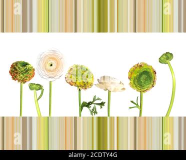 Floral background with ranunculus flowers isolated on white Stock Photo