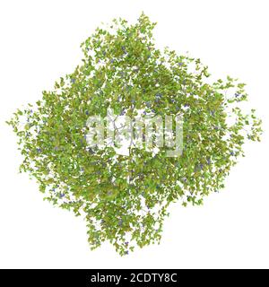 top view of plum tree with plums isolated on white background Stock Photo
