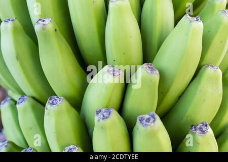 La Palma - Close-up of a banana tree in Charco Azul Stock Photo