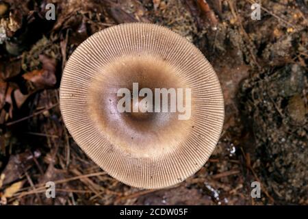 Top view of Amamita (sp.) mushroom showing strongly-lined margin of cap - Dupont State Recreational Forest - near Hendersonville, North Carolina, USA Stock Photo