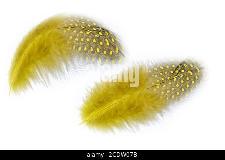Fluffy yellow feathers with spots isolated on white background Stock Photo