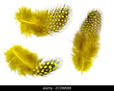 Fluffy yellow feathers with spots isolated on white background Stock Photo