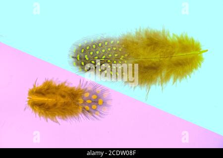 Two fluffy yellow feathers with spots of guinea fowl close up Stock Photo