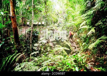 Trekking in the jungle of Sarawak on Borneo Stock Photo