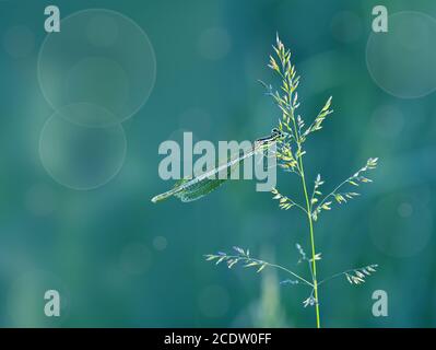 Dragonfly on grass sitting on turquoise blurred background with bokeh Stock Photo