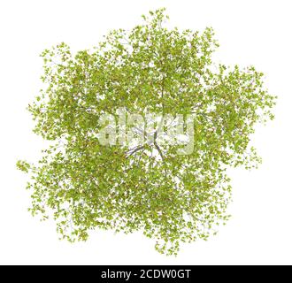 top view of cherry tree with cherries isolated on white background Stock Photo
