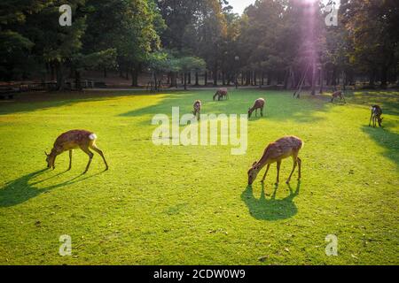 Sika deers in Nara Park, Japan Stock Photo