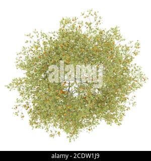 top view of peach tree with peaches isolated on white background Stock Photo