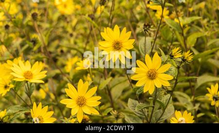 Common Ragwort Senecio jacobaea - beautiful yellow flower closeup macro Stock Photo