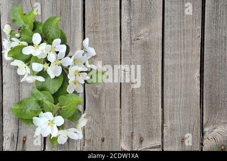 Blooming apple tree branch on a grunge wooden background Stock Photo