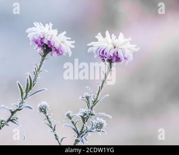 frozen flowers Stock Photo