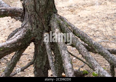 old pine roots stabilizing dune Stock Photo