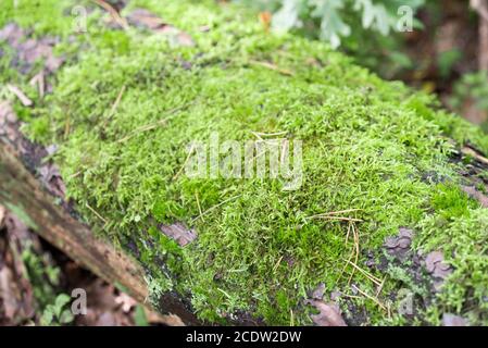 green moss on fallen tree trunk selective focus Stock Photo