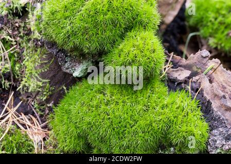 green moss on fallen tree trunk selective focus Stock Photo