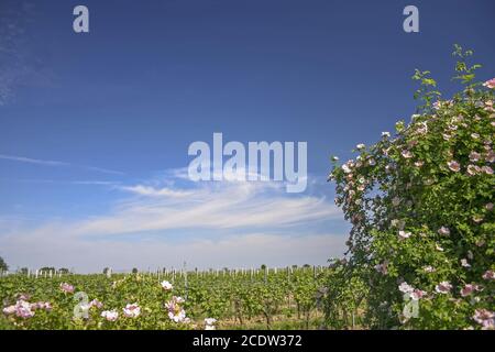 Dog Rose or Dog Rose (Rosa canina) in the Wingert Stock Photo