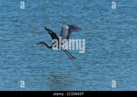 Great Blue Heron flapping its powerful wings up high over its back as it flies off just above the surface of the calm water in a lake. Stock Photo