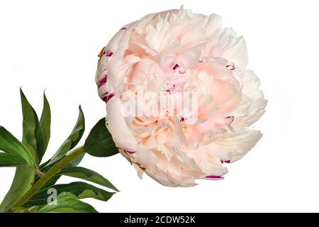 Beautiful gentle white-pink peony close up on a white background isolated Stock Photo