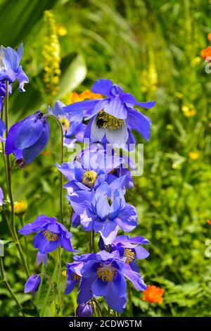 Beautiful blue wildflowers Aquilegia glandulosa close up Stock Photo