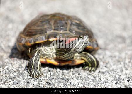Red-eared slider turtle on gravel Stock Photo