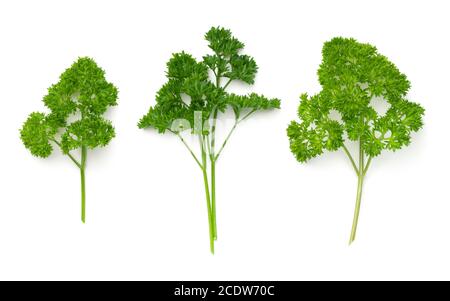 Leaves of Parsley Isolated on White Background Stock Photo