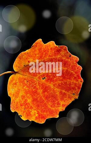 Bright orange autumnal leaf of aspen on dark background with bokeh Stock Photo