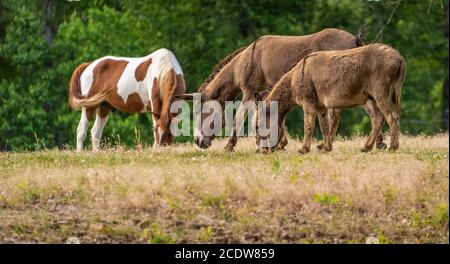 Pinto horse and donkeys grazing in a pasture in Phenix City, Alabama. (USA) Stock Photo