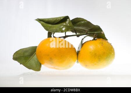 2 mandarins with leaves and drops of water isolated on white background Stock Photo