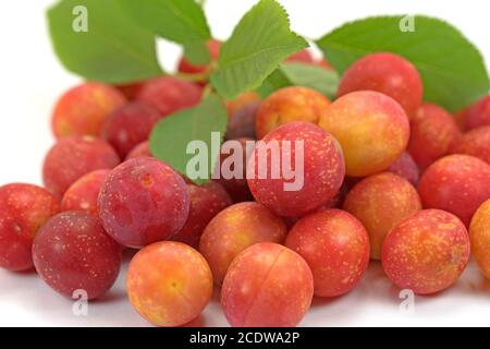 Red mirabelle plums in a close up Stock Photo