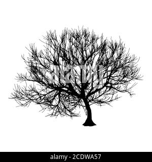 Black dry tree winter or autumn silhouette on white background.  illustration Stock Photo