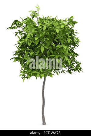 avocado tree isolated on white background Stock Photo