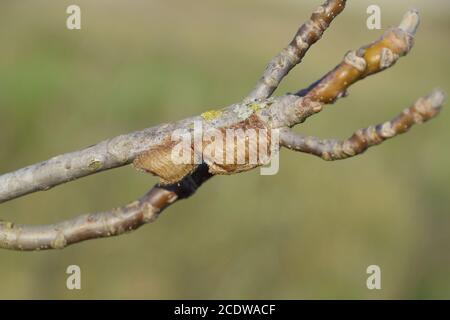 Ootheca mantis on the branches of a tree. The eggs of the insect laid in the cocoon for the winter are laid Stock Photo