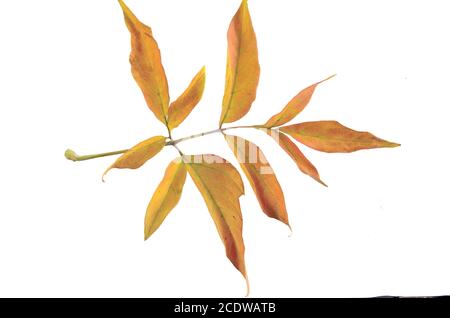 Autumn colorful leaves of ash-leaved marple (Acer negundo) isolated on white Stock Photo