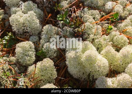 Reindeer moss in the forest Stock Photo