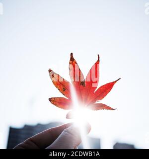 Sunlight shining through red maple leaf in hand on blurred background with city buildings Stock Photo