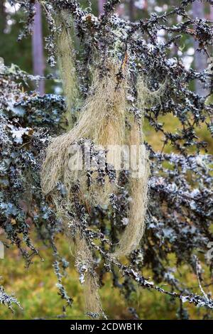 Beard lichen on branches in woods Stock Photo