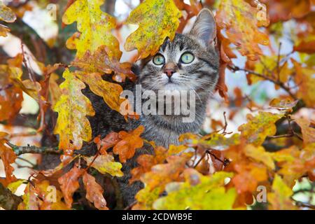 Beautiful kitty sitting on the autumn tree Stock Photo