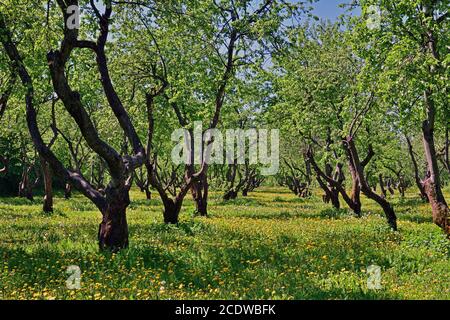 beautiful old apple orchard with blooming dandelions Stock Photo