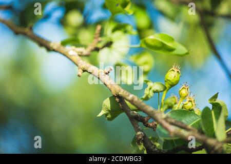Branch with green juicy pears on the green background selective focus macro shot with shallow DOF Stock Photo