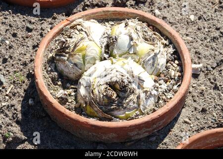 Squill bulbs in pot Drimia maritima Stock Photo