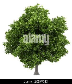 avocado tree isolated on white background Stock Photo