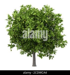 avocado tree with avocados isolated on white background Stock Photo