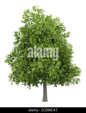 avocado tree with avocados isolated on white background Stock Photo