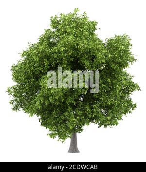 avocado tree with avocados isolated on white background Stock Photo