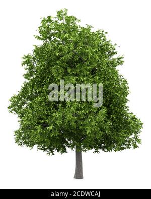 avocado tree isolated on white background Stock Photo
