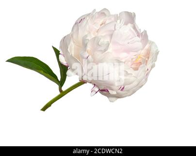 Gentle pink with creamy peony flower isolated on white background Stock Photo