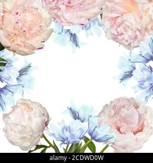 Beautiful floral frame with pink peonies and blue tulip flowers on a white background Stock Photo