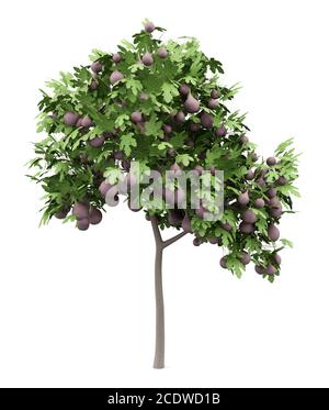 common fig tree with figs isolated on white background Stock Photo
