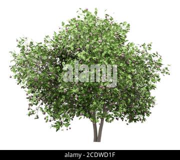 common fig tree with figs isolated on white background Stock Photo